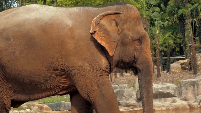 Close-up view of african elephant in zoo
