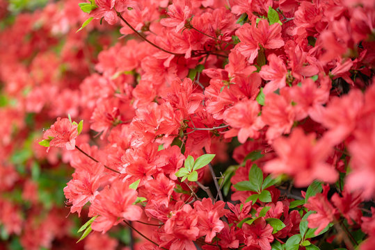 ヤマツツジの花