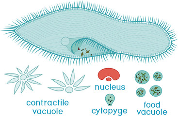 Educational game: assembling Paramecium caudatum from ready-made components in form of stickers. Paramecium caudatum structure with titles