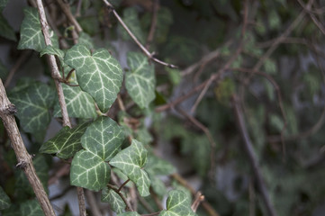 Climbing Ivy covered wall, green fresh background 