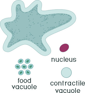 Educational game: assembling Amoeba proteus from ready-made components in form of stickers