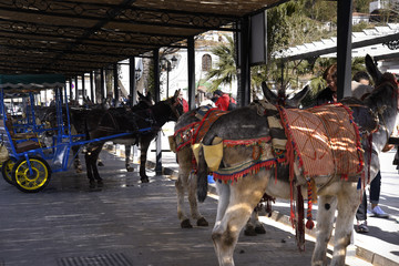 Fototapeta premium donkey taxis in Mijas one of the most beautiful 'white' villages of the Southern Spain area called Andalucia