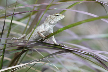 Green chameleon stand holding on tree leaf in the jungle, small lizard dragon hunting insect for food, animal wildlife backgrounds 