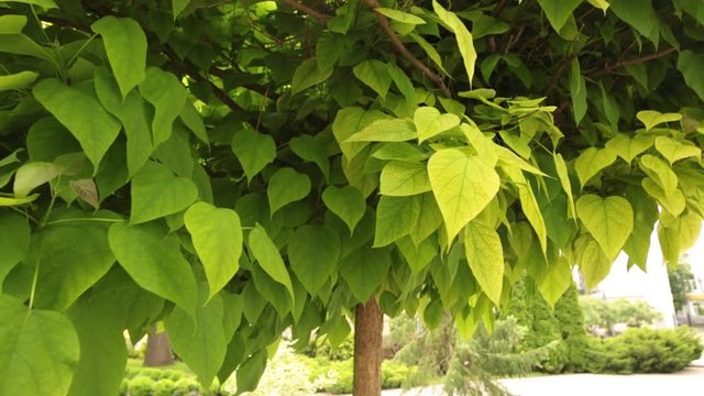 Young catalpa tree with sun lit leaves.