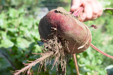 A freshly cut beetroot from a vegetable garden bed with roots and soil 
