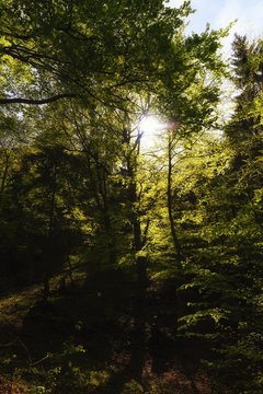 dense forest © blackmilan