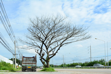 the truck and dead tree near the road with blue sky ,white clouds  and running cars