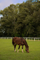 Caballo Marrón Pastando en el pasto