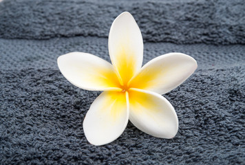 frangipani flowers on a towel