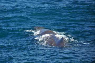 New Zealand. Whale watching in the Kaikoura area