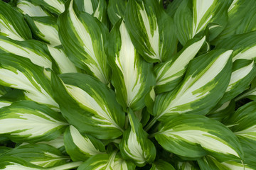 variegated green leaves of hosts with white stripes as background