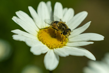 A fly Syrphidae, that looks like a bee sits on a daisy and feeds on nectar
