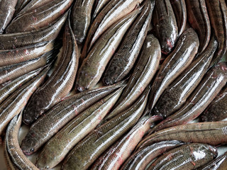 Frische Fische auf einem Markt in Südostasien / Vietnam