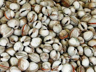 Frische Muscheln auf einem Markt in Südostasien / Vietnam