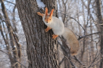 squirrel