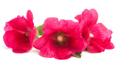 red mallow isolated