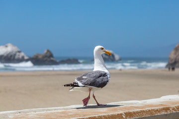 A seagull walking aong a wall at Ocean Beach, San Francisco