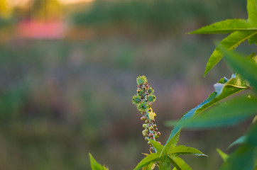 Flores y frutas macro