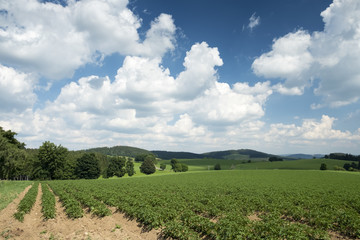 Fototapeta na wymiar Spring landscape with a field of potatoes and white clouds on a blue sky