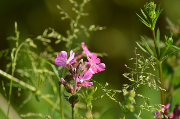 Obraz premium fleur des champs