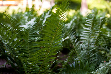 Perfect natural fern pattern. Beautiful background made with young green fern leaves. Color of kale.