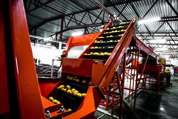 Potato sorting, processing and packing factory