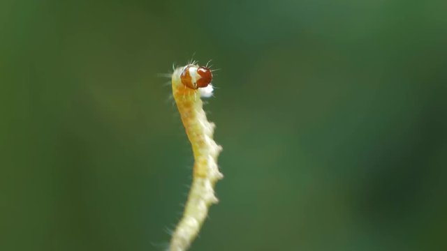 Close-up of caterpillar climbing up the web