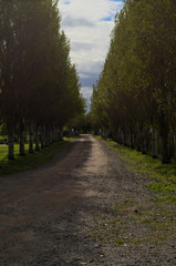 Fototapeta na wymiar Camino de ripio con arboleda