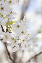 Obraz premium Cherry Blossom 2