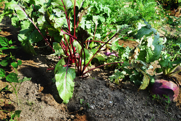The leafy tops of root vegetables betroot and turnips in a vegetable garden
