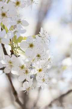Cherry Blossom 2