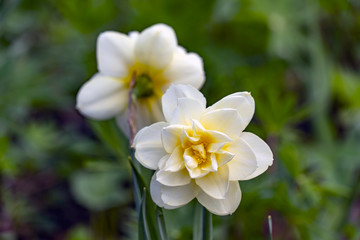 Obraz na płótnie Canvas Two beautiful daffodils