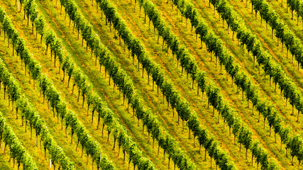 Grapes plantation green rows pattern