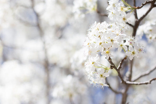 Cherry Blossom 8