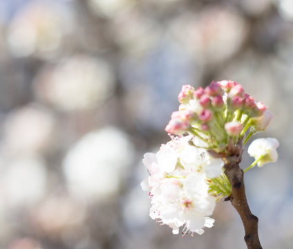 Cherry Blossom 9
