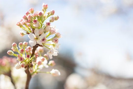 Cherry Blossom 10