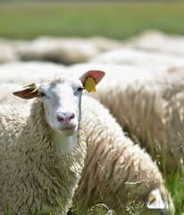 herd of sheep crosses the green meadow