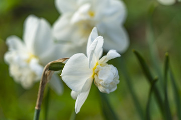 Obraz premium Flowering daffodils