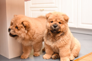 Two chow chow puppy in the house. Purebred red dog chow chow puppies - obrazy, fototapety, plakaty