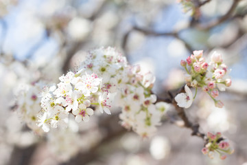 Fototapeta na wymiar Cherry Blossom 13