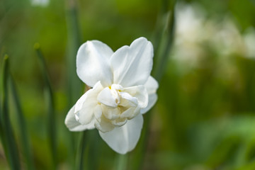 White daffodil in the sun