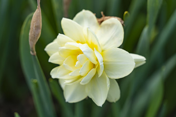 Milk daffodil close-up