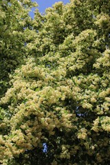 linde blühender baum