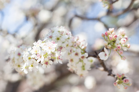 Cherry Blossom 13