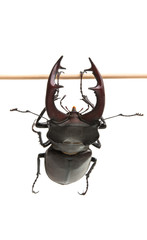 stag beetle isolated