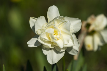 White daffodil in the sunlight