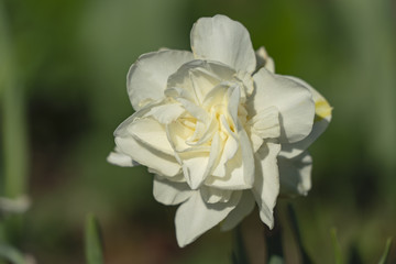 Lovely white daffodil