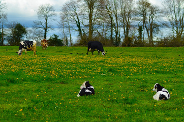 Vaches dans le pré