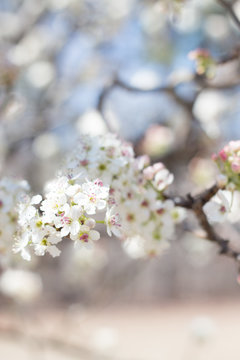Cherry Blossom 16