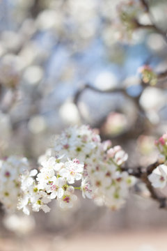 Cherry Blossom 17